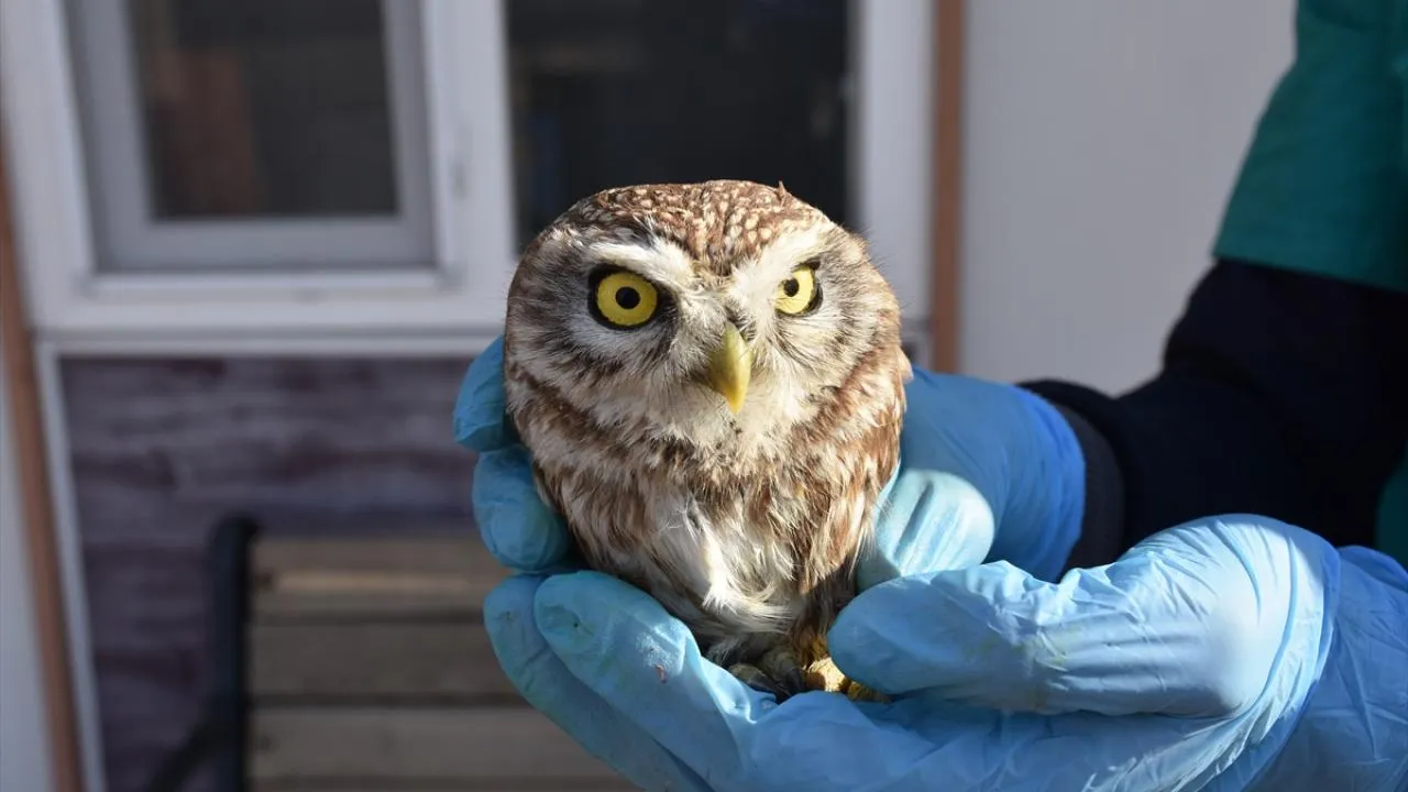 Konya’daki Merkezler Yaralı Yaban Hayvanlarına Umut Oluyor