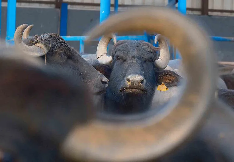 Türkiye’nin Yeni Manda Irkı “Murana” Dikkat Çekiyor: Süt Verimi İki Katına Çıktı