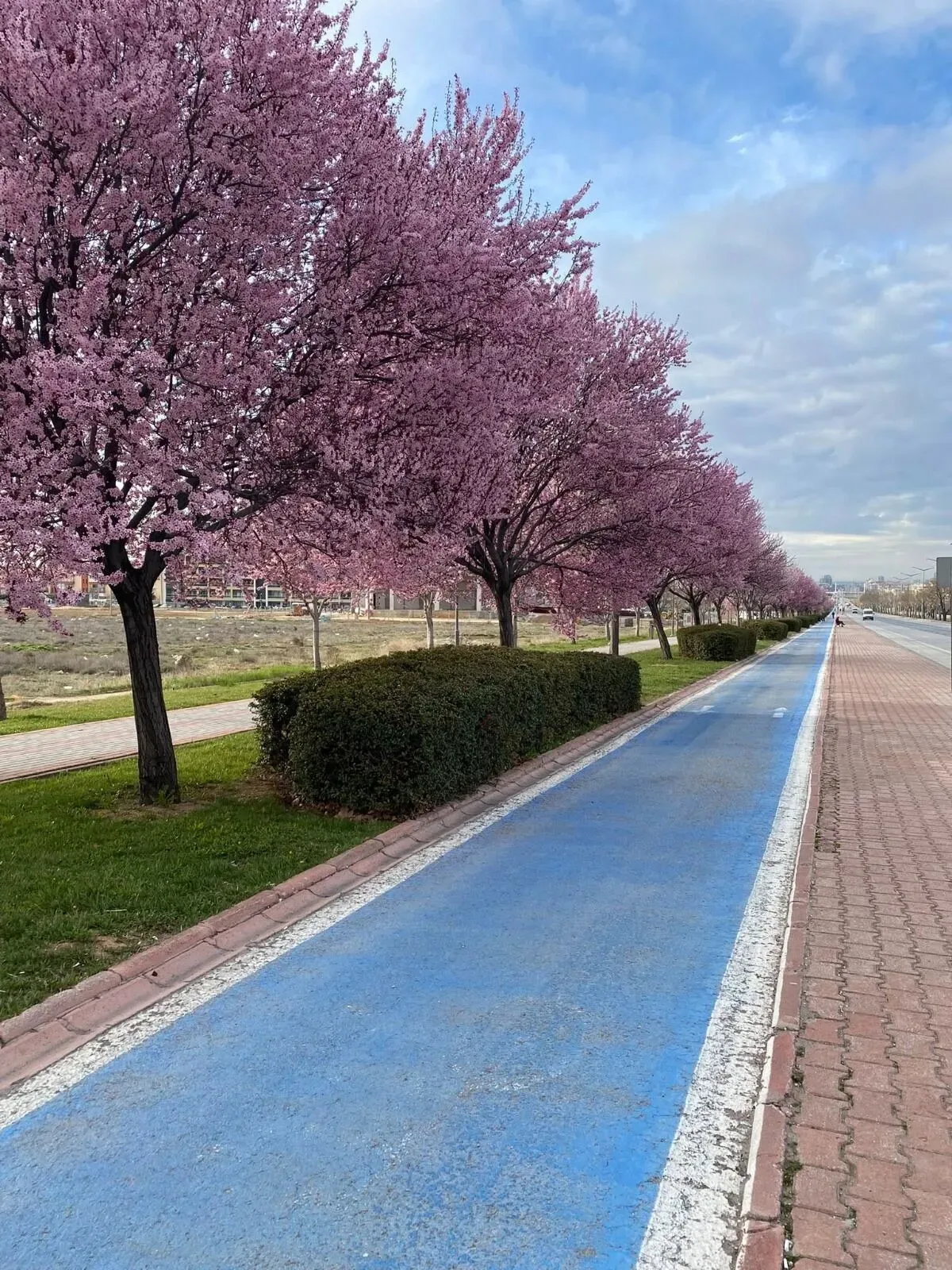 Konya Pembeye Büründü! Sakura Çiçekleri Şehri Kartpostallık Manzaraya Dönüştürdü