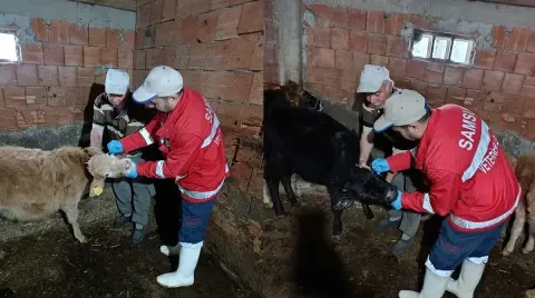 Çumra’da hayvan sağlığı için seferberlik: Şap ve brusella tedbirleri artırıldı