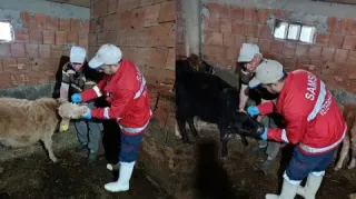 Çumra’da hayvan sağlığı için seferberlik: Şap ve brusella tedbirleri artırıldı