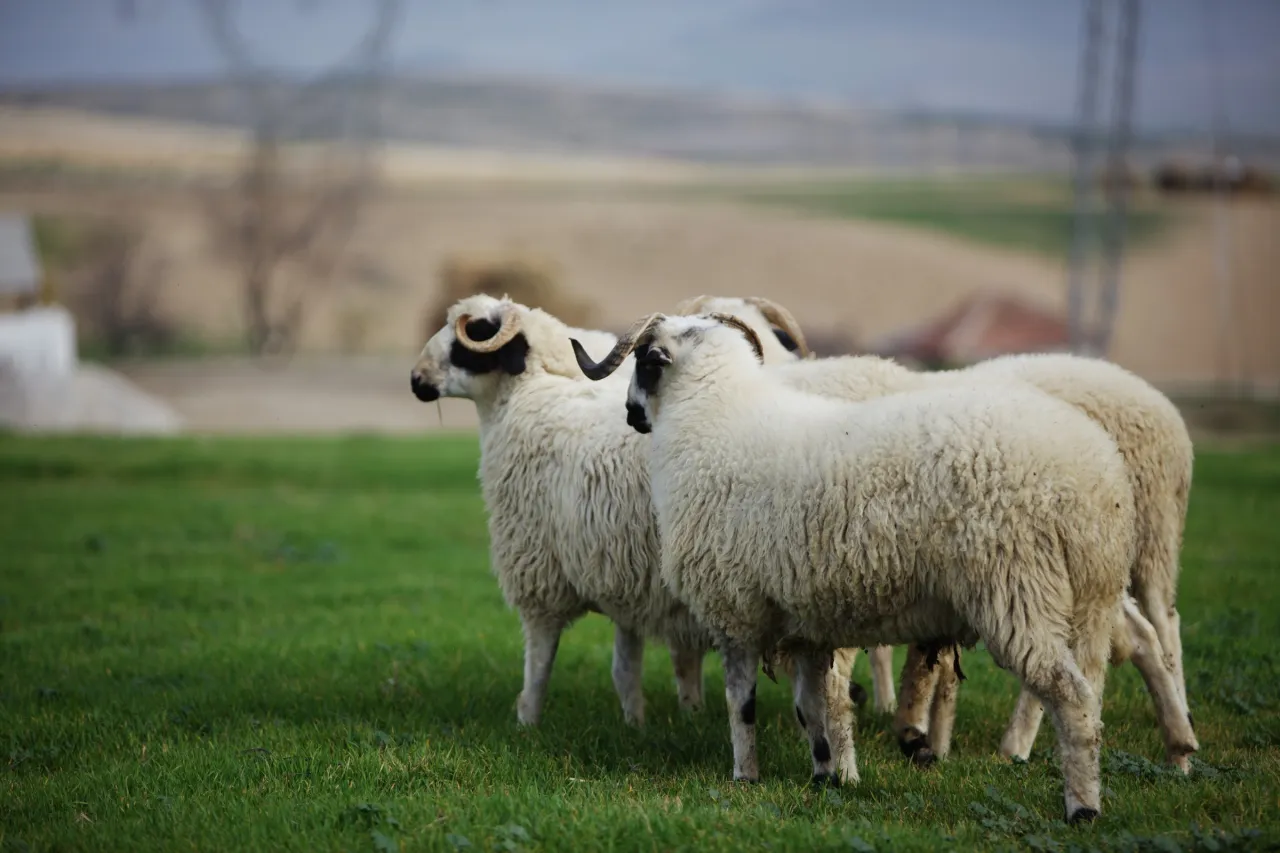 Kurban Vekalet Ücretleri Belli Oldu! İşte 2026 Fiyatları