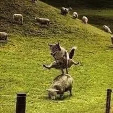 Konya’da Korkutan Olay: Kurt Ağılda Saldırdı, 2 Koyun Telef