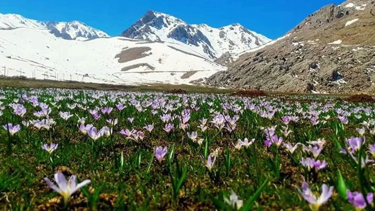 BAHARIN GELİŞİ | GÖKMEN