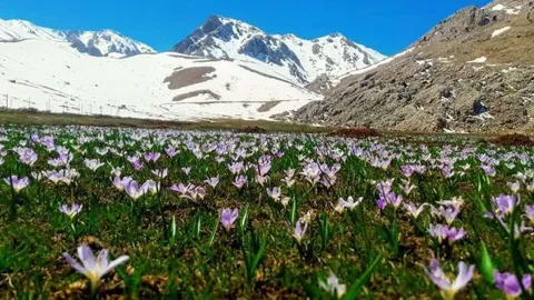 BAHARIN GELİŞİ | GÖKMEN