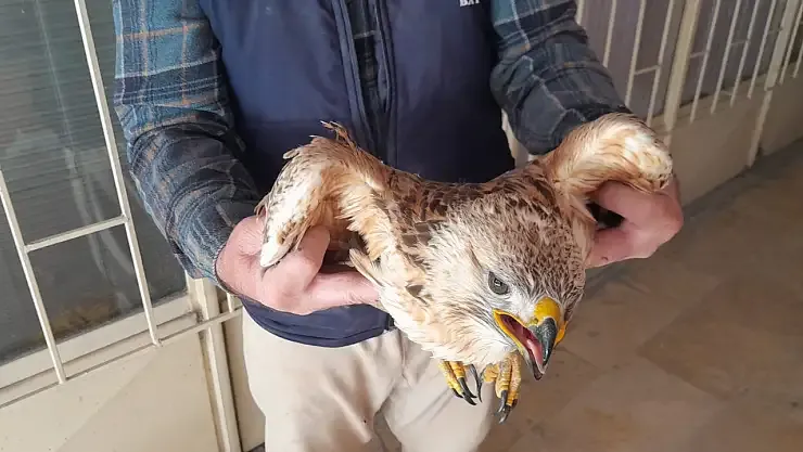 Konya’da Yaralı Şahin Kurtarıldı: Tarlada Bulunan Kuş Tedavi Altına Alındı