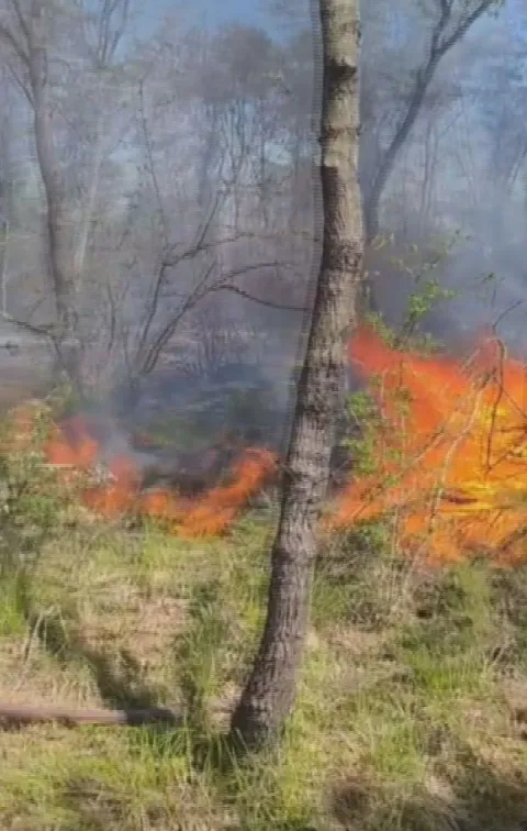 İstanbul Çatalca’da Korkutan Yangın: Ormanlık Alan Alevlere Teslim Oldu