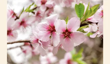 Konya Akşehir’de kiraz çiçekleri açtı, 2026 sezonu için rekolte umudu yükseldi