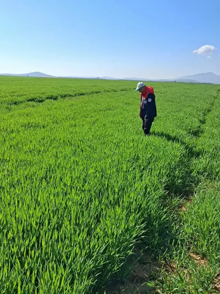 Konya’da Mahsulün Kaderini Belirleyecek İnceleme Başladı