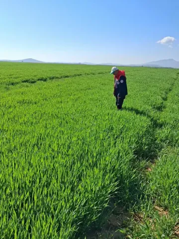 Konya’da Mahsulün Kaderini Belirleyecek İnceleme Başladı