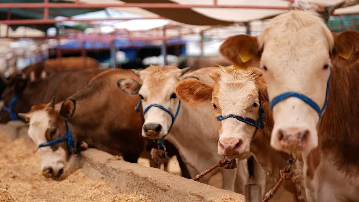 Kurban Bağışında Dolandırıcılık Alarmı: Sahte Siteler Artıyor