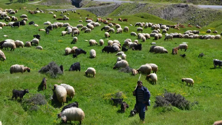 Konya’nın huzur adasında yaban hayatı yok denecek kadar az