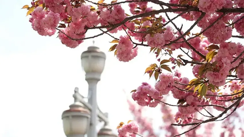 Türkiye’de sakura mevsimi: Kentte Japon kiraz çiçekleri açtı