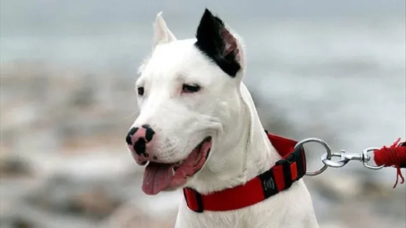 Konya’da Bir Kişiyi Isıran Köpeğin Sahibine 76 Bin Lira Ceza Kesildi