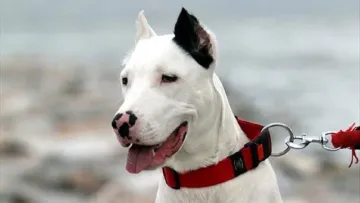 Konya’da Bir Kişiyi Isıran Köpeğin Sahibine 76 Bin Lira Ceza Kesildi
