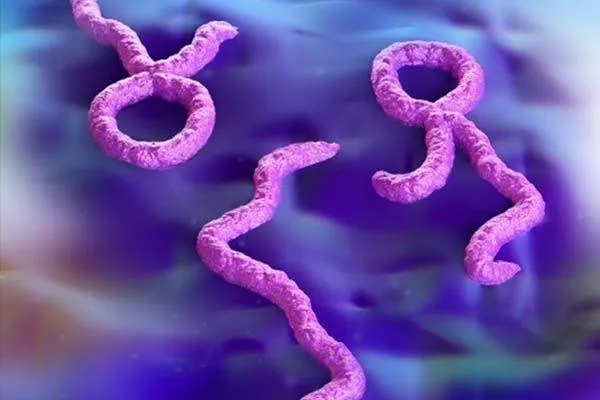 DSÖ, Kongo’daki Ebola Salgını İçin Uluslararası Acil Durum İlan Etti