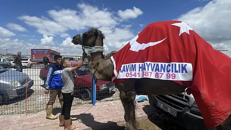 Konya’da Bu Deveyi Gören Telefonuna Sarıldı: Fiyatı Dudak Uçuklattı