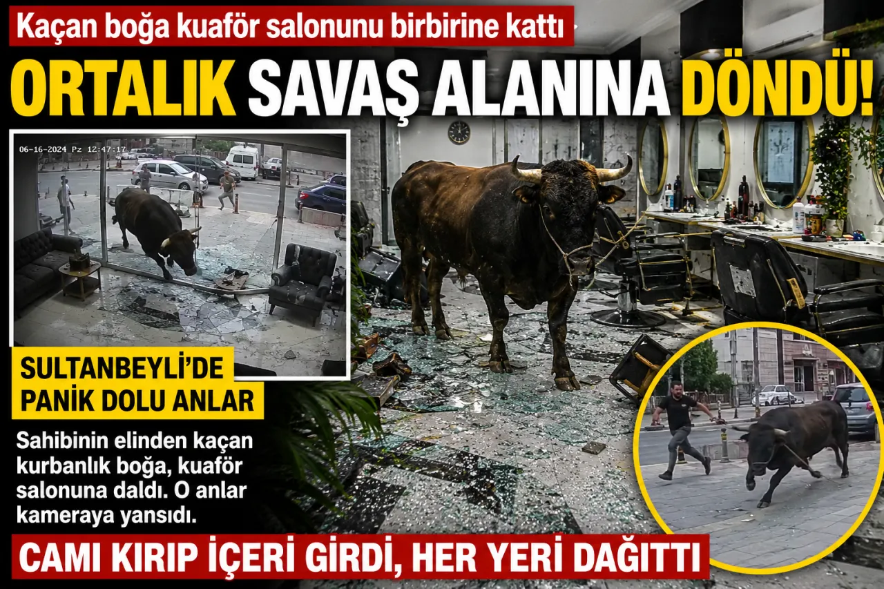 İstanbul Sultanbeyli’de Kaçan Kurbanlık Boğa Kuaför Salonuna Daldı