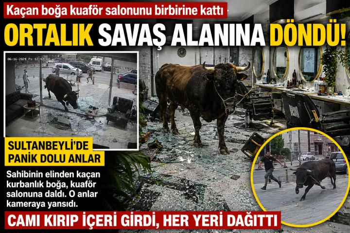 İstanbul Sultanbeyli’de Kaçan Kurbanlık Boğa Kuaför Salonuna Daldı