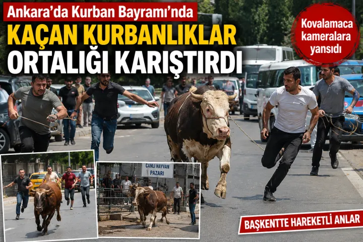 Ankara’da Kurban Bayramı’nda Kaçan Kurbanlıklar Ortalığı Karıştırdı