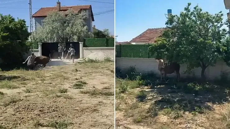 Konya’da Kurbanlık Boğa Dehşet Saçtı: Sahibine ve Vatandaşlara Zor Anlar Yaşattı