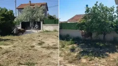 Konya’da Kurbanlık Boğa Dehşet Saçtı: Sahibine ve Vatandaşlara Zor Anlar Yaşattı