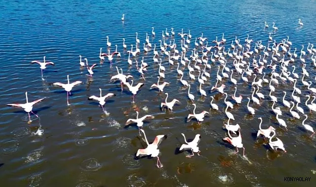 Eber Gölü’nde Allı Turna Güzelliği: Drone Görüntüleri Hayran Bıraktı