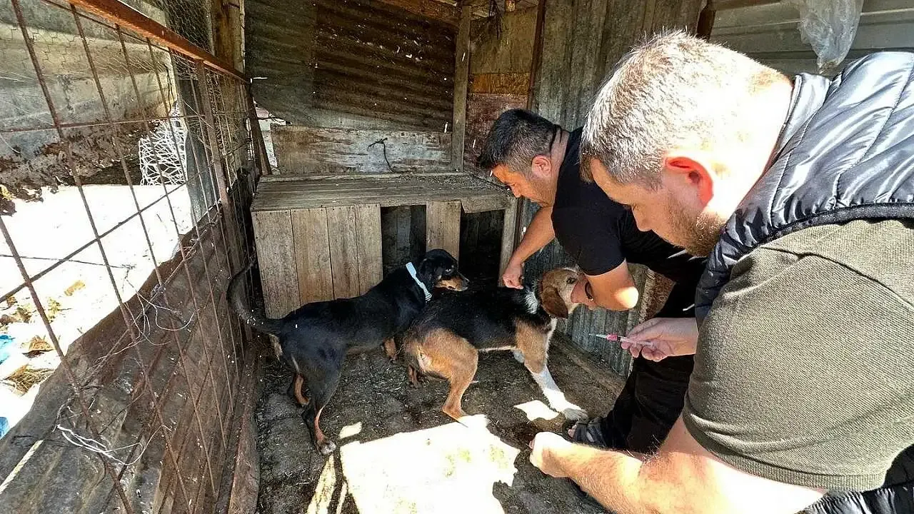 Konya’da alarm seviyesi yükseldi! Ekipler sahada hayvan sağlığı için seferber oldu