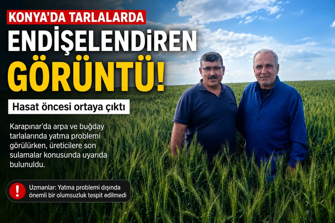 Hasat Öncesi Tarlalarda Dikkat Çeken Görüntü: Üreticilere Uyarı