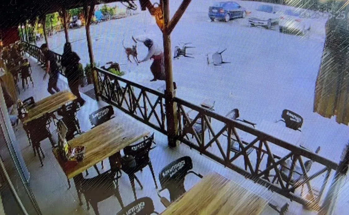 Başıboş Köpek Dehşeti! Kadının Kolundan Parça Kopardı