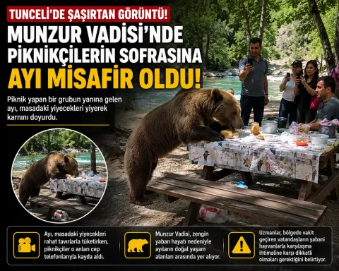 Munzur Vadisi'nde İlginç Anlar: Piknikçilerin Sofrasına Ayı Misafir Oldu
