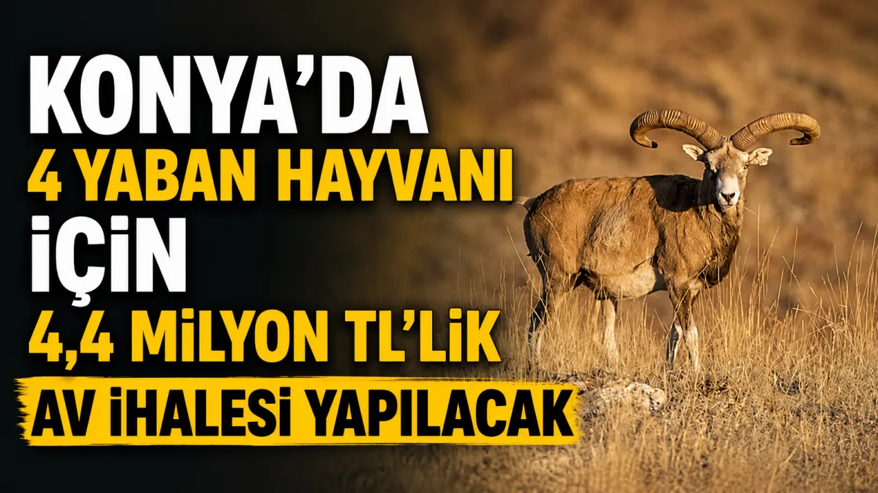 Konya’da 4 Yaban Hayvanı İçin 4,4 Milyon TL’lik Av İhalesi Yapılacak