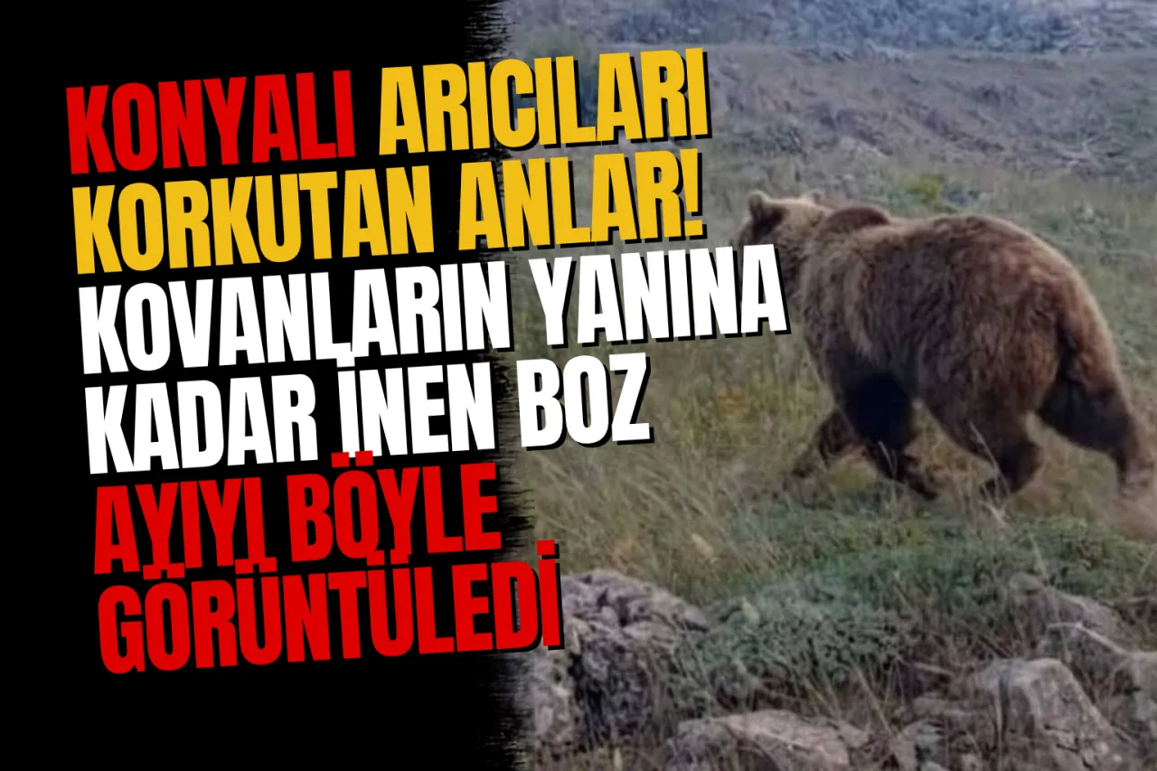 Konya'nın Taşkent İlçesinde Boz Ayı Paniği: Kovanların Yanında Görüldü