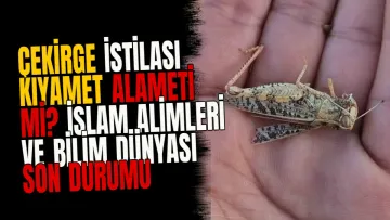 Çekirge İstilası Kıyamet Alameti mi? İslam Alimleri ve Bilim Dünyası Son Durumu Açıkladı