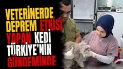 Veterinerde deprem etkisi yapan kedi Türkiye’nin gündeminde