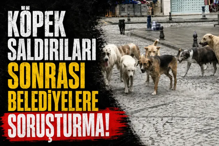 Başıboş Köpek Saldırıları Sonrası 3 Belediye Başkanı Hakkında İşlem