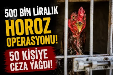 500 Bin Liralık Horoz Operasyonu! 50 Kişiye Ceza Yağdı