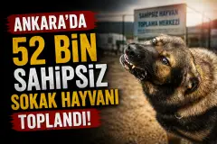 Ankara Valiliği Açıkladı: 52 Bin Sahipsiz Sokak Hayvanı Toplandı