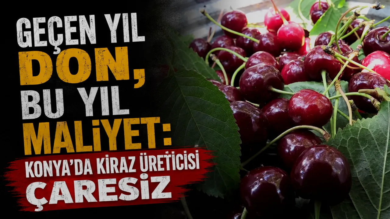 Konya’da Üreticinin İki Yıllık Çilesi: Kirazlar Ağaçta Çürümeye Bırakılıyor