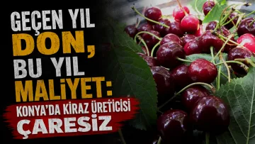 Konya’da Üreticinin İki Yıllık Çilesi: Kirazlar Ağaçta Çürümeye Bırakılıyor