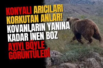 Konya'nın Taşkent İlçesinde Boz Ayı Paniği: Kovanların Yanında Görüldü