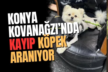 Konya Kovanağzı’nda Kayıp Köpek!