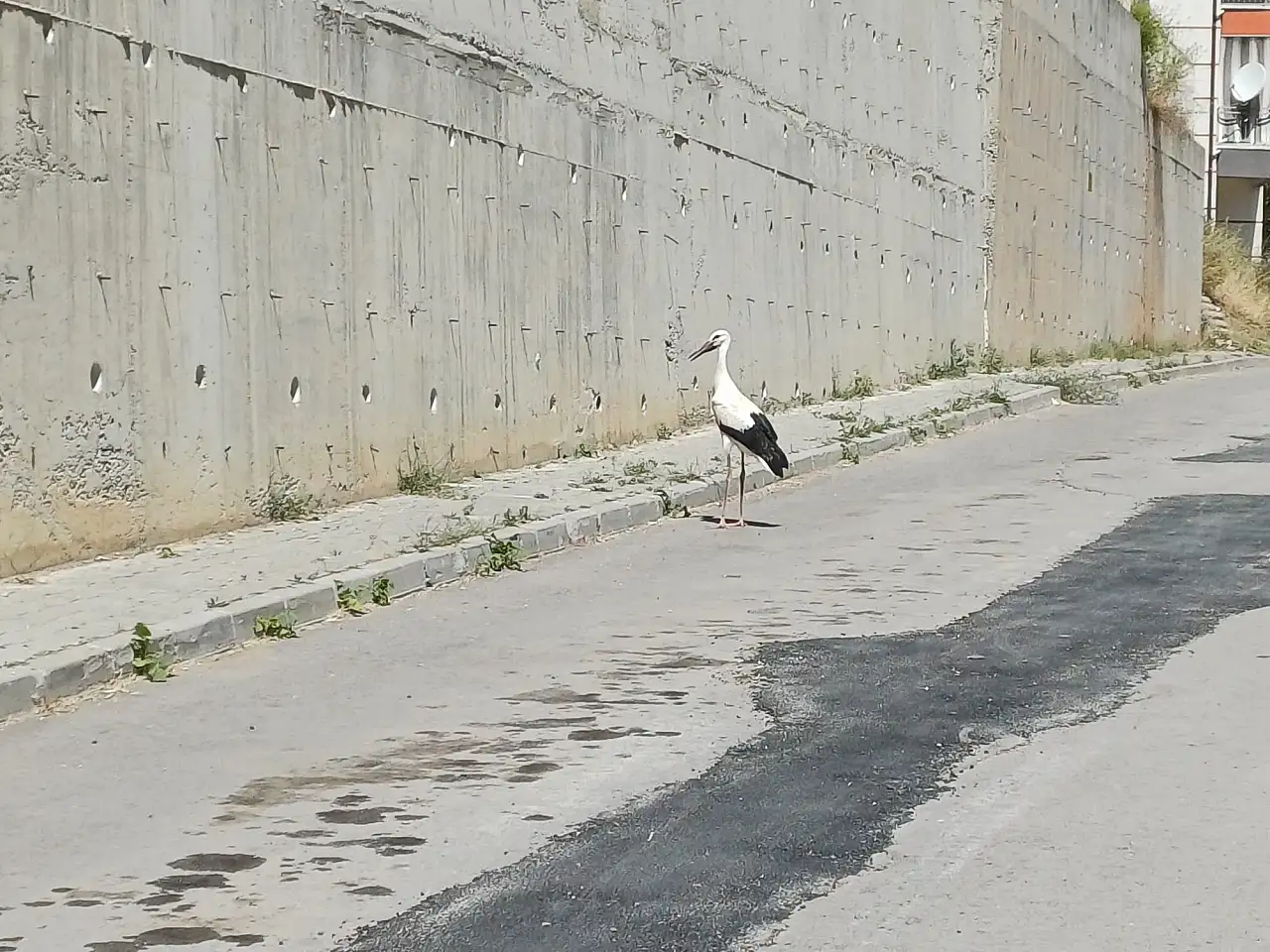 Yıllar sonra Konya'daki yuvasına döndü! Halini gören vatandaşlar seferber oldu haber fotoğrafı