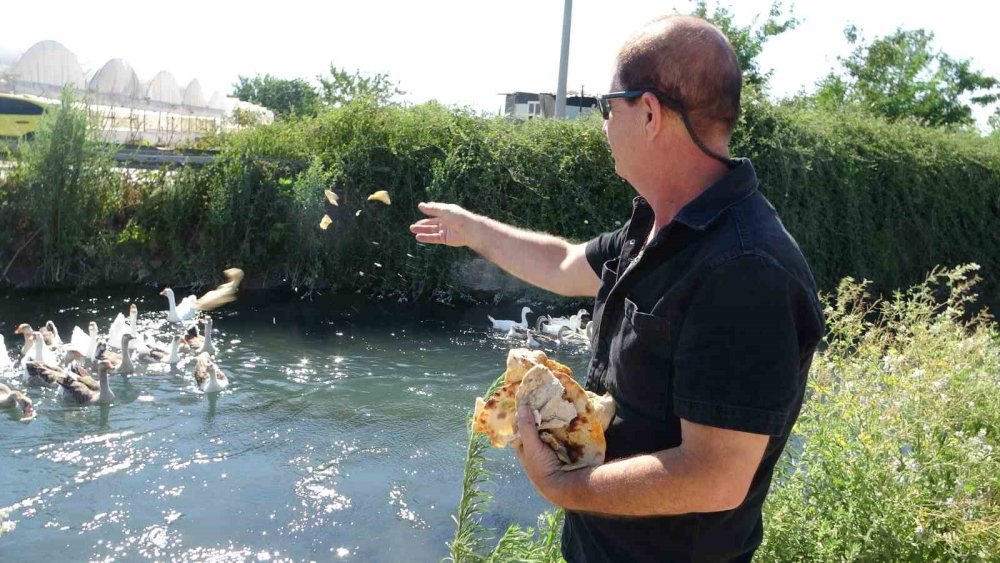 Antalya'da Emekli Polis Kümese Dadanan Tilkiyi Sinema Filminden Esinlendiği Kapanla Yakaladı haber fotoğrafı