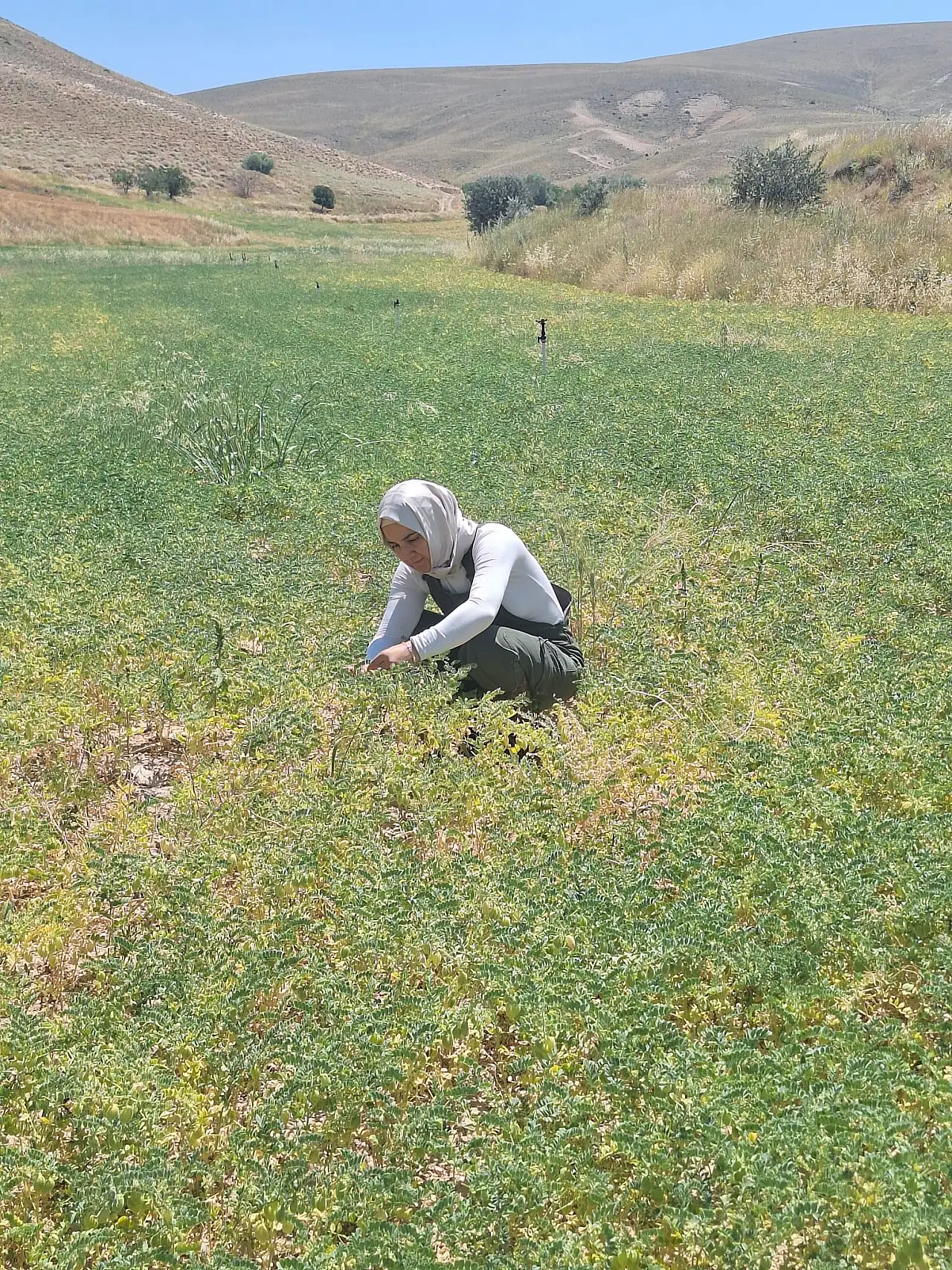 Halkapınar'da sertifikalı nohut tohumu ekili alanlar denetlendi haber fotoğrafı