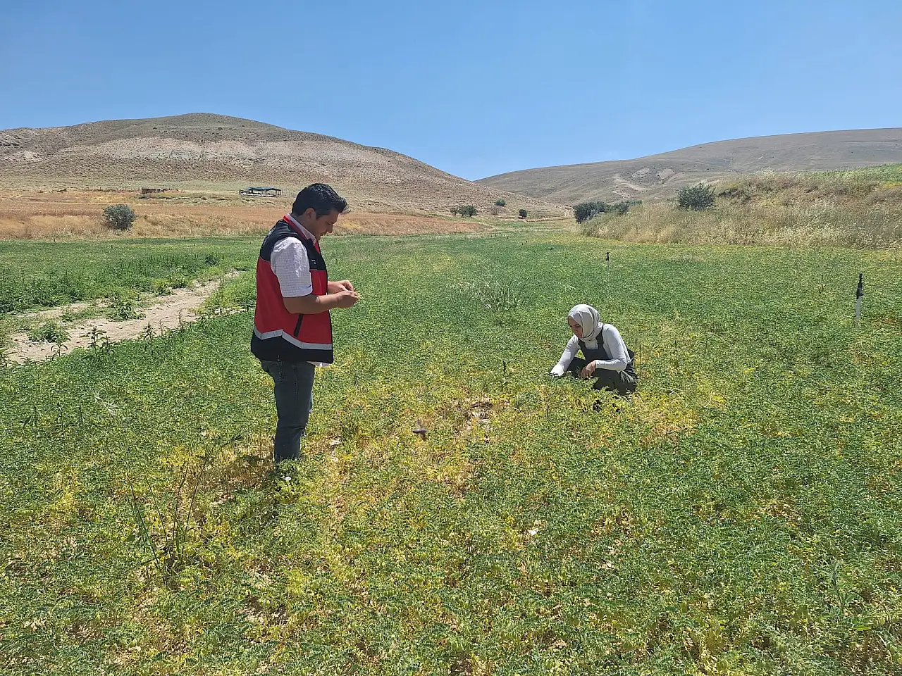 Halkapınar'da sertifikalı nohut tohumu ekili alanlar denetlendi haber fotoğrafı