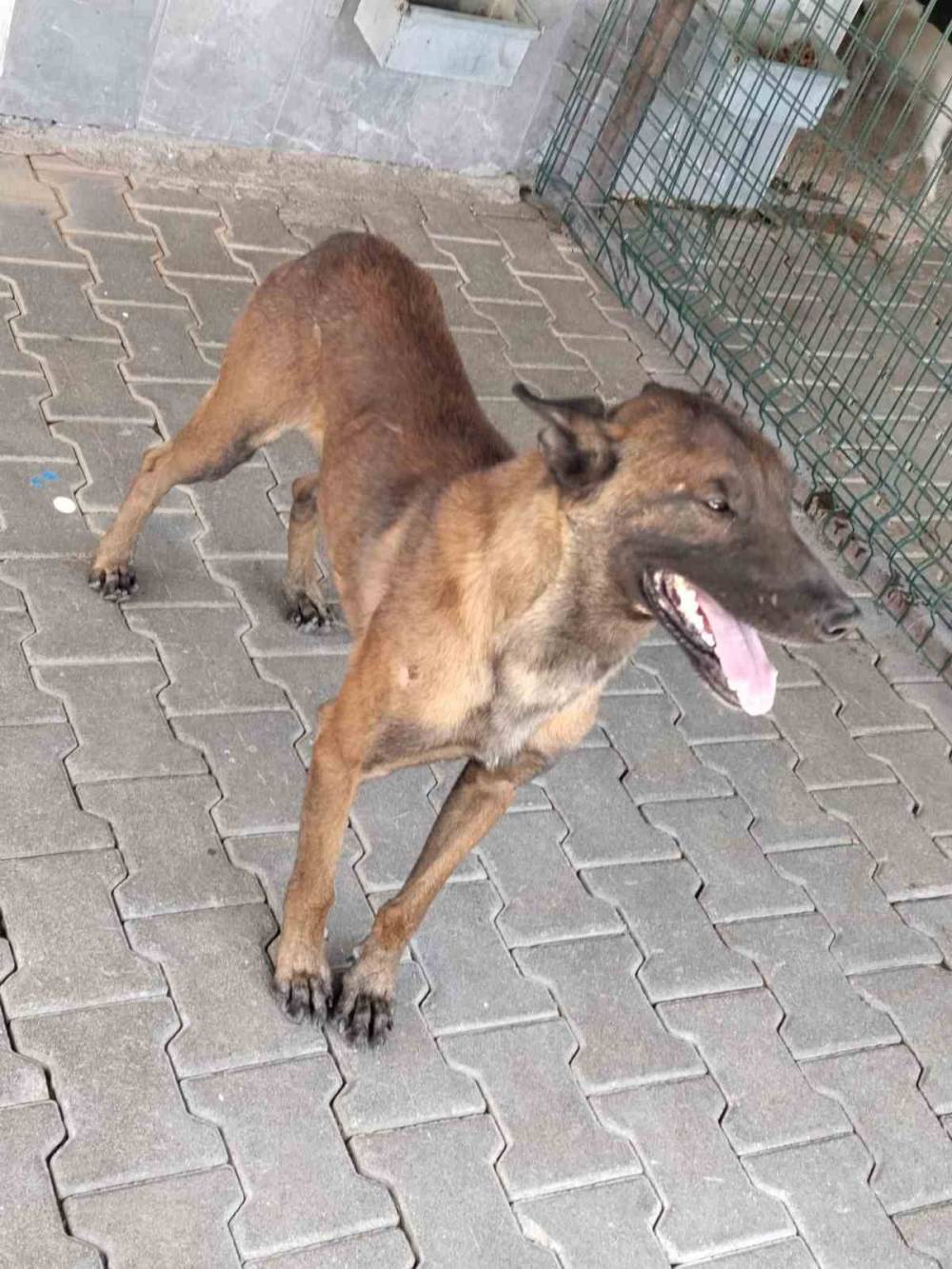Karaman'da köpek saldırısında yaralanan çocuk Konya Şehir Hastanesinde haber fotoğrafı