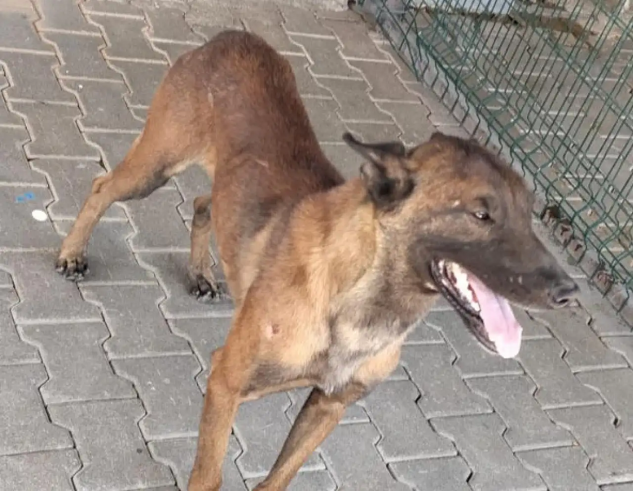 Karaman'da Köpeğin Saldırdığı 3 Yaşındaki Çocuk Konya'ya Sevk Edildi haber fotoğrafı