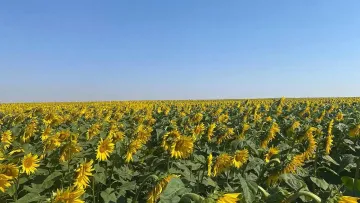 Konya'da ekipler tarım arazilerinde detaylı inceleme yaptı