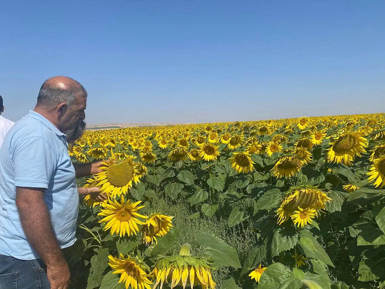 Konya'da ekipler tarım arazilerinde detaylı inceleme yaptı haber fotoğrafı